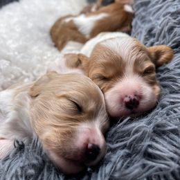 Cavachon, Cavalier King Charles Spaniel, and Cavapoo Puppies from LierChonPoo
