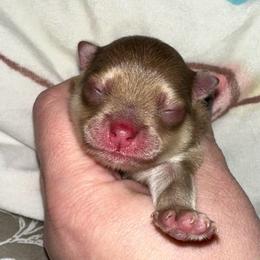 Micah - Chocolate sable male Pomeranian puppy in Springfield, Missouri from Hope Mountain Pomeranians