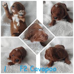 Cavapoo Puppies from Cavapoo Acres