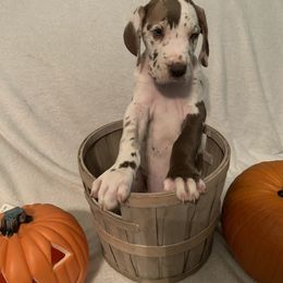 Great Dane Puppies from Guilty Pleasure Great Danes