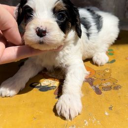 Cavapoo, Cockapoo, Goldendoodle, and Poodle Puppies from Lipscomb Doodles