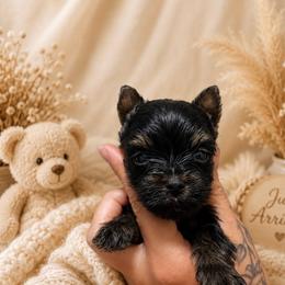 Blue Boy - Black and tan male Yorkshire Terrier puppy in Cornelia, Georgia from Kruz Kennels