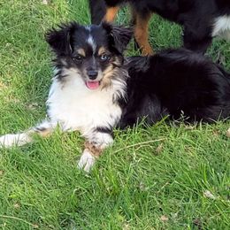 Boo - Toy Australian Shepherd