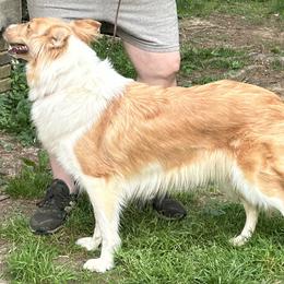 Clara - Collie