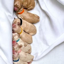 Cockapoo, Double Doodle, and Poodle Puppies from Cedar Creek Canines