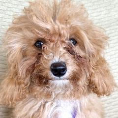 Aqua - Apricot Cavapoo puppy in Alpine, Tennessee from Campbell's Cavapoos