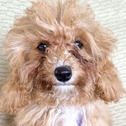 Aqua - Apricot Cavapoo puppy in Alpine, Tennessee from Campbell's Cavapoos