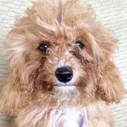 Aqua - Apricot Cavapoo puppy in Alpine, Tennessee from Campbell's Cavapoos