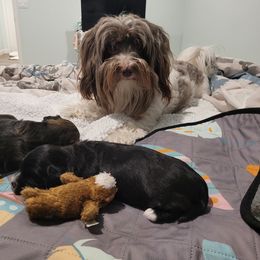 Havanese Puppies from Juniper Grove Havanese