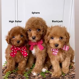 Bernedoodle, Cavapoo, Goldendoodle, and Poodle Puppies from Gypsi Doodles & Poodles