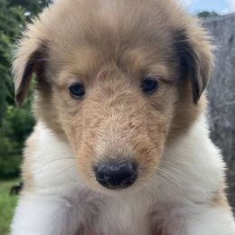 June - Sable merle and white female Collie puppy in Yulee, Florida from Three Collie Farm