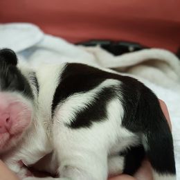 Shih Tzu Puppies from Jazzie Shih Tzu