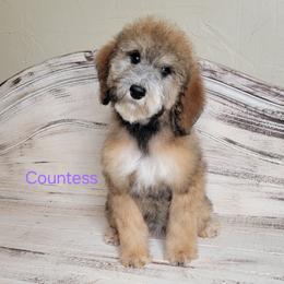 Countess (Purple Collar) - Sable female Goldendoodle puppy in Scurry, Texas from 07 Seven Oaks Goldens and Doodles
