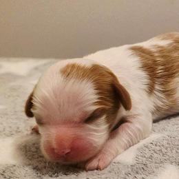 Chip - Blenheim male Cavalier King Charles Spaniel puppy in Pennsylvania from Julie's Cavalier King Charles Spaniels