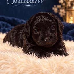 Shadow - Black male Morkie puppy in Davie, Florida from Sweet Peluditos