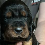 Girl 3 Purple - Black and tan Gordon Setter puppy in Portage, Mi, Michigan from The Duke of Gordon