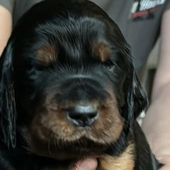 Girl 3 Purple - Black and tan Gordon Setter puppy in Portage, Mi, Michigan from The Duke of Gordon