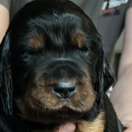 Girl 3 Purple - Black and tan Gordon Setter puppy in Portage, Mi, Michigan from The Duke of Gordon