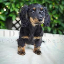 Zoey - Black and tan female Dachshund puppy in Temecula, California from Naomi Magee's Dachshund Kennel