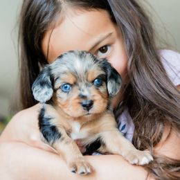 Companion Cross Puppies from The Darling Pup