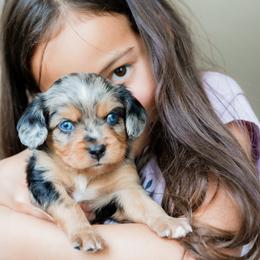 Companion Cross Puppies from The Darling Pup