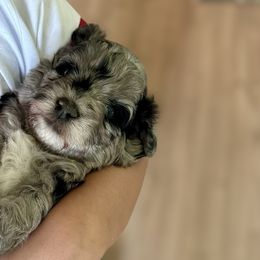 Aussiedoodles, Miniature Australian Shepherds, Poodles, and Toy Australian Shepherds from Sandy Creek Kennels