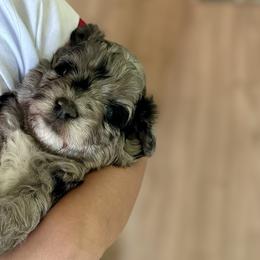 Aussiedoodles, Miniature Australian Shepherds, Poodles, and Toy Australian Shepherds from Sandy Creek Kennels