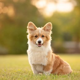Rooster - Pembroke Welsh Corgi
