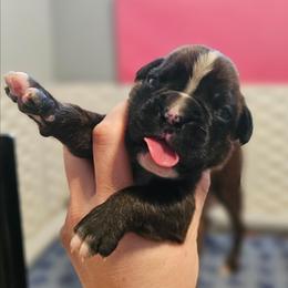 Blaze - Brindle male Boxer puppy in East Moline, Illinois from WildRiver Boxers