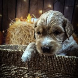 Purple Girl - Apricot female Goldendoodle puppy in Palm Bay, Florida from Costa's Curly Canines
