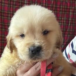 Solid Red Collar Boy - Golden male Golden Retriever puppy in Garrison, Montana from Mattiaci Goldens
