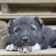 Andy - Brindle Armenian Gampr puppy in Mountain Meadows, California from Four Kings Ranch