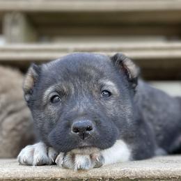 Andy - Brindle Armenian Gampr puppy in Mountain Meadows, California from Four Kings Ranch