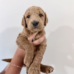 Brown - Red  male Goldendoodle puppy in Beaumont, California from Alaya Rae Doodles