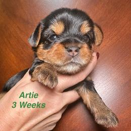 Artie - Black and tan male Yorkshire Terrier puppy in Ashland, Kentucky from Yorkie Paw