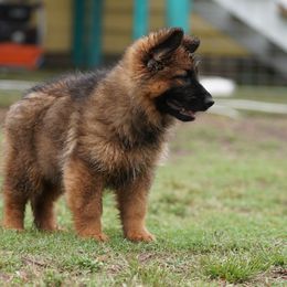 German Shepherd Puppies from Vom Cronje Haus German Shepherds