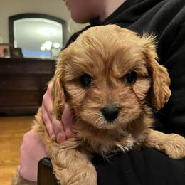 Strawberry OFA F1 - Red female Cavapoo puppy in Garland, Kansas from 3W Ranch