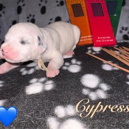 Cypress - White and black male Dalmatian puppy in Des Moines, Iowa from Spot Splattered Dalmatians