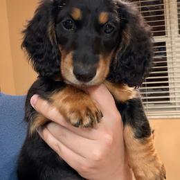 Sadie - Black and tan female Dachshund puppy in Southwest Ranches, Florida from Breezy Florida Dachshunds