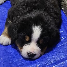 Bernese Mountain Dog Puppies from Jill Stahl Tyler