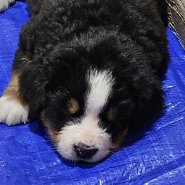 Bernese Mountain Dog Puppies from Jill Stahl Tyler