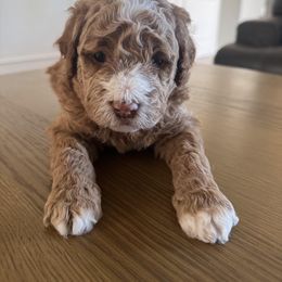 Goldendoodle Puppies from Heather's Goldendoodles