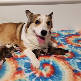 Pembroke Welsh Corgi Puppies from Corgis of Avalon