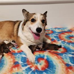 Pembroke Welsh Corgi Puppies from Corgis of Avalon