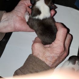 Icelandic Sheepdog Puppies from Hrafnkel Icelandics