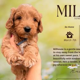 Cavapoo puppies from Golden Hour Cavapoos