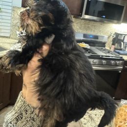 Tiny boy - Black and tan male Yorkshire Terrier puppy in Riverside, California from Playful Puppies