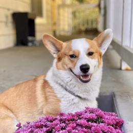 Dexter - Pembroke Welsh Corgi