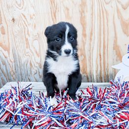Ruzek - Black male Border Collie puppy in Raccoon, Kentucky from Skyline Border Collies
