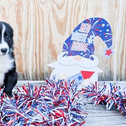 Ruzek - Black male Border Collie puppy in Raccoon, Kentucky from Skyline Border Collies